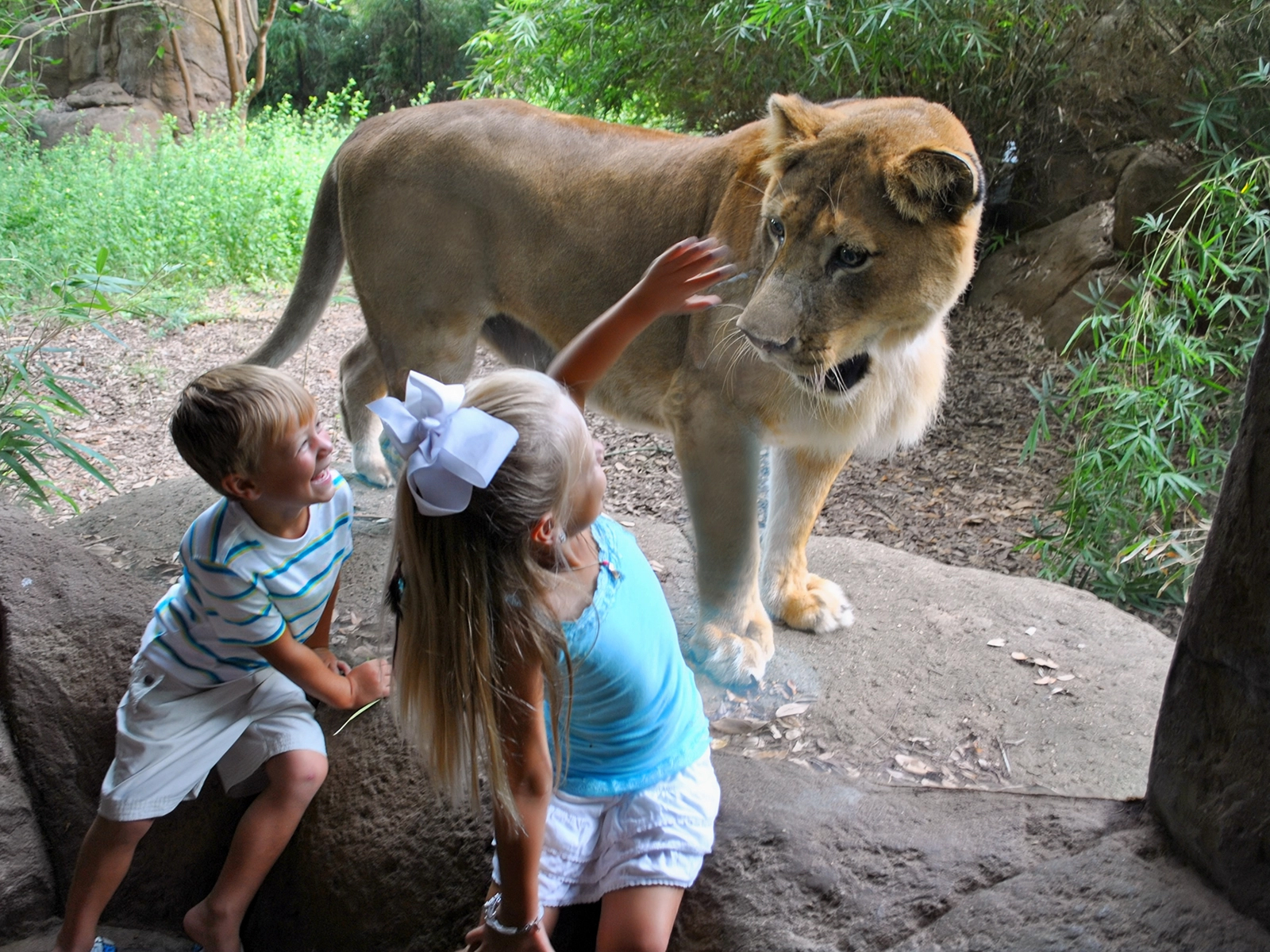 kids at viewing window with lion