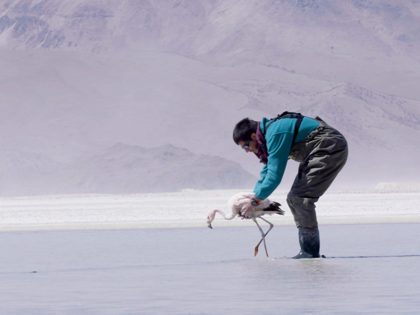 field conservation in the Americas