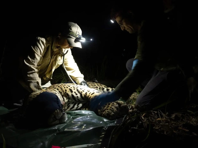 jaguar field conservation in the Americas