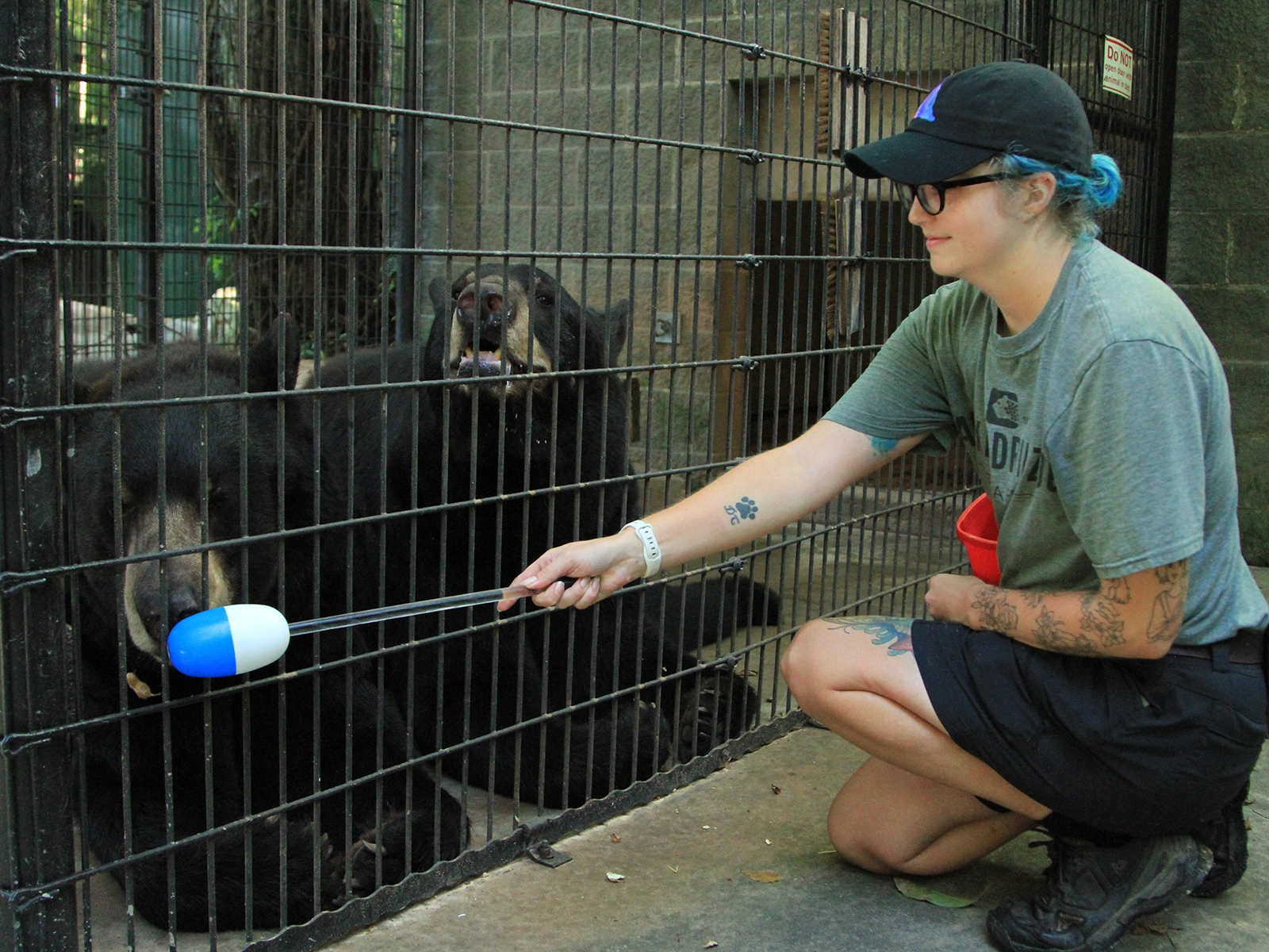 zookeeper working with American black bears