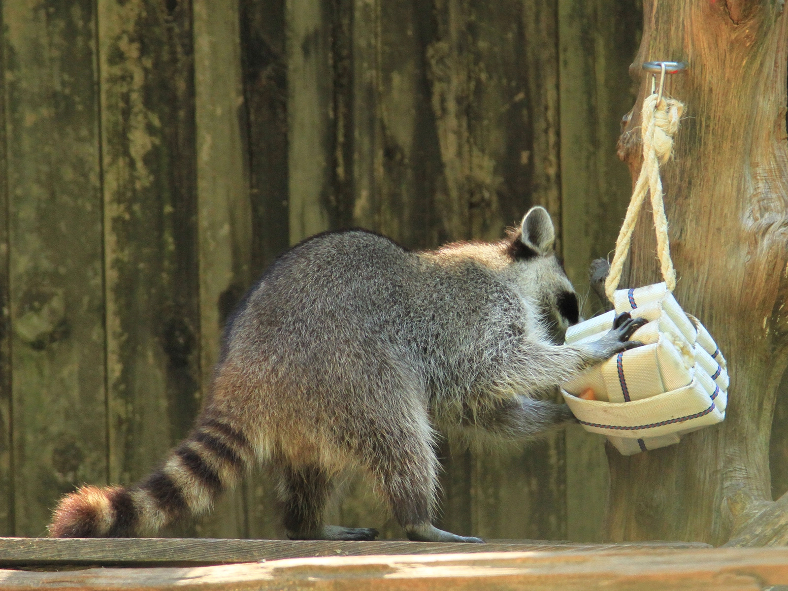 raccoon with puzzle feeder