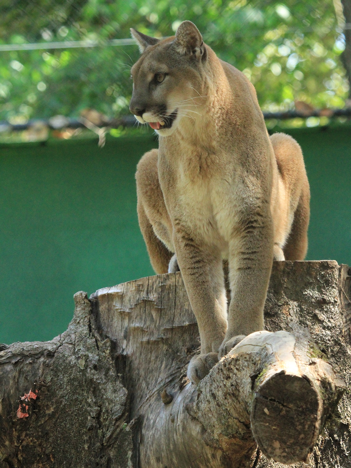 cougar sitting on tree stump
