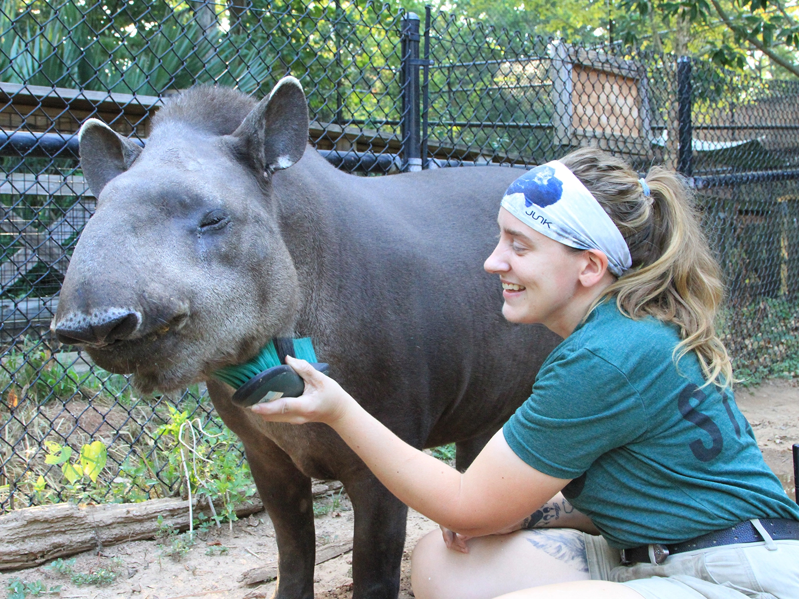 zookeeper brushing Brazilian tapir