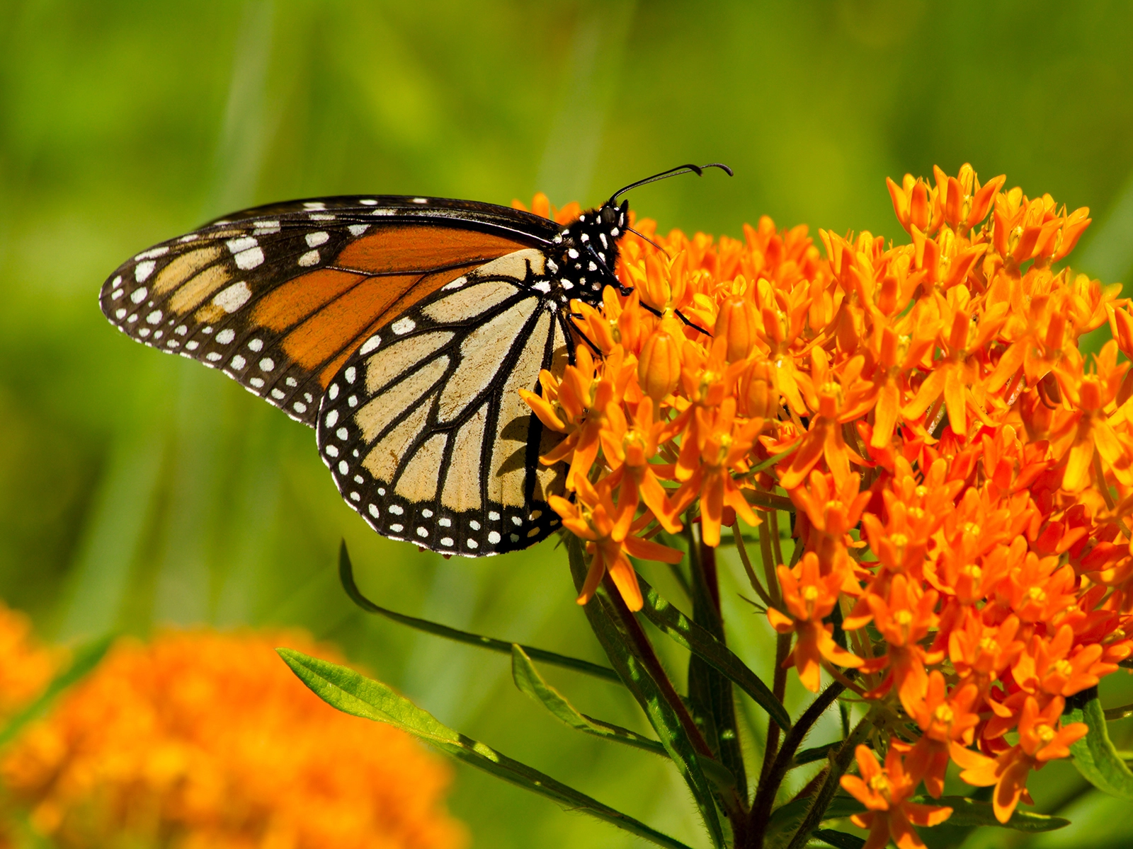 butterfly on flower