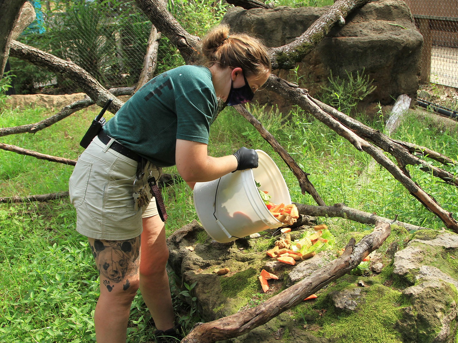 zookeeper placing animal diet