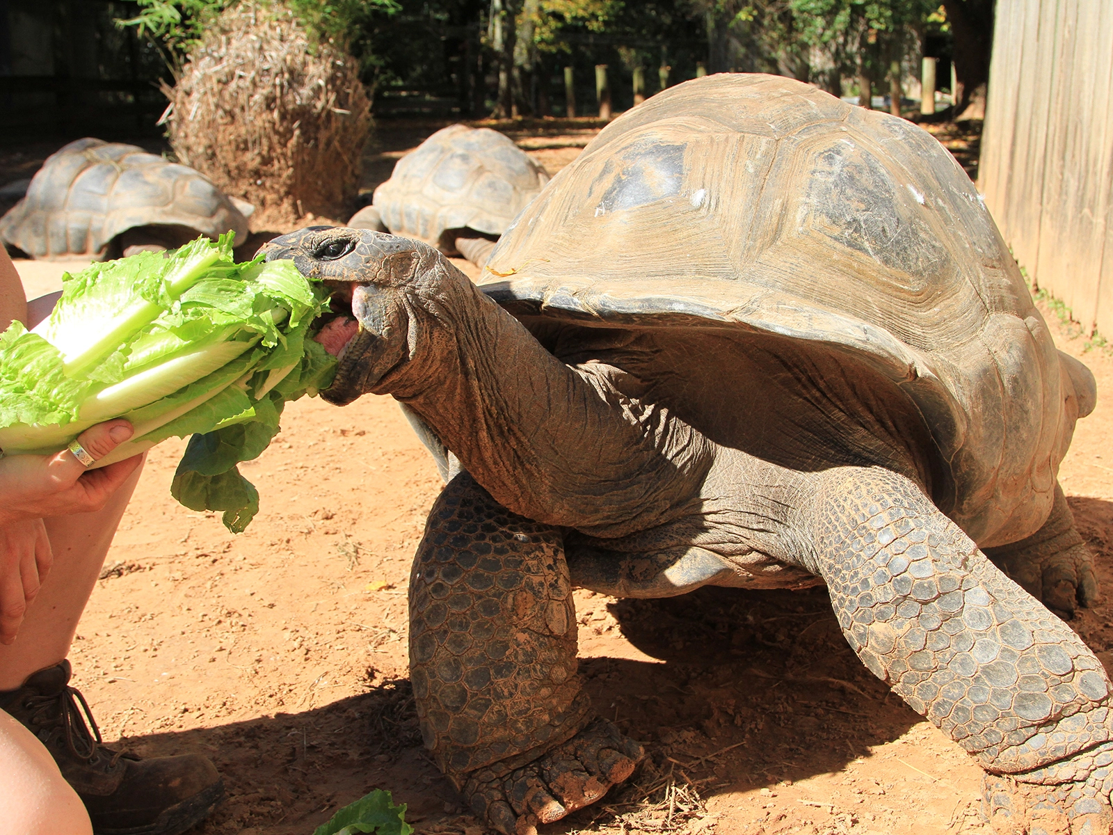 Aldabra tortoise eating lettuce