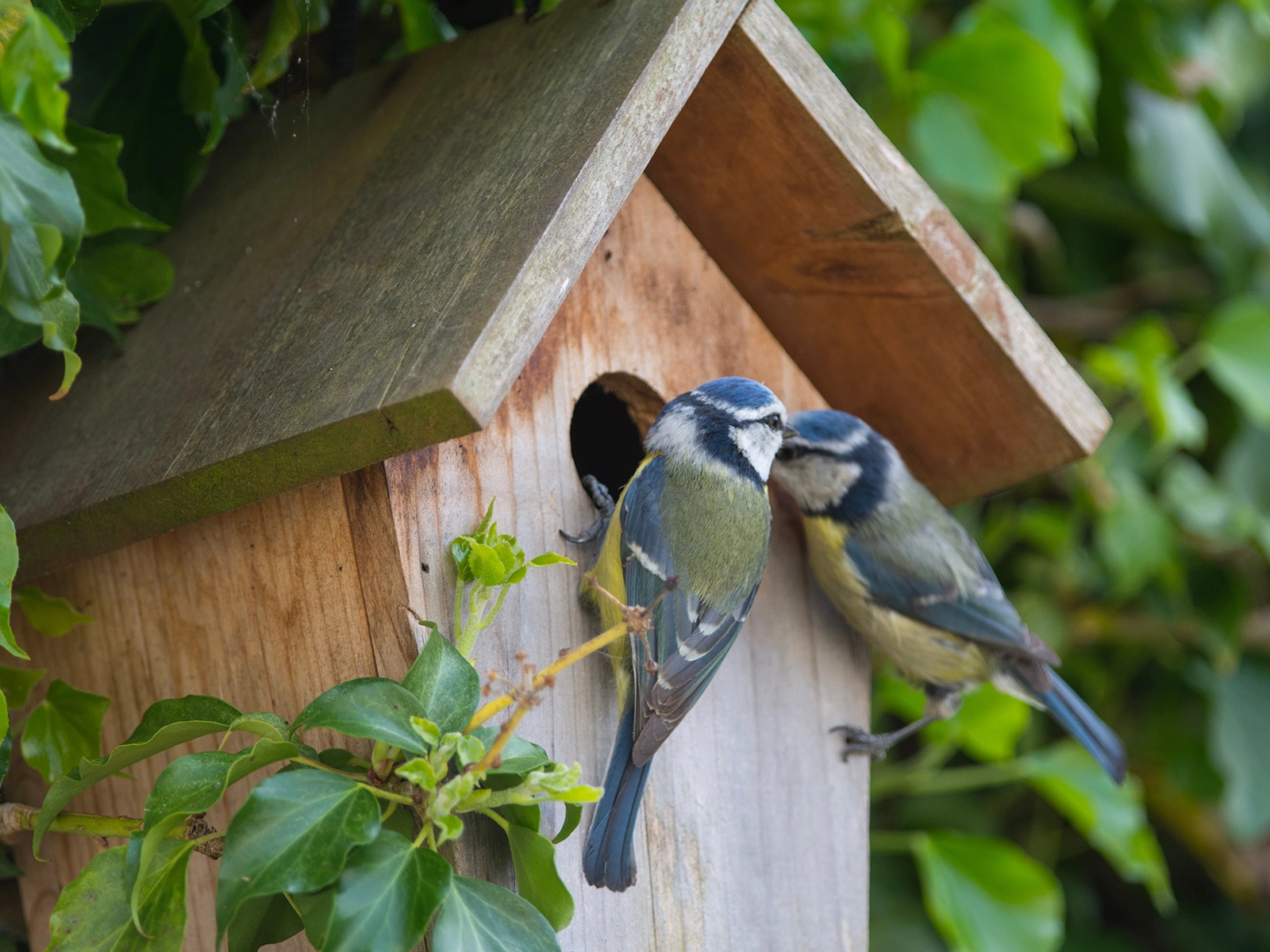 birds at bird house