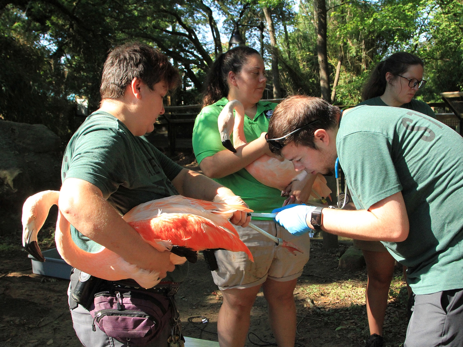 veterinary team treating black bear