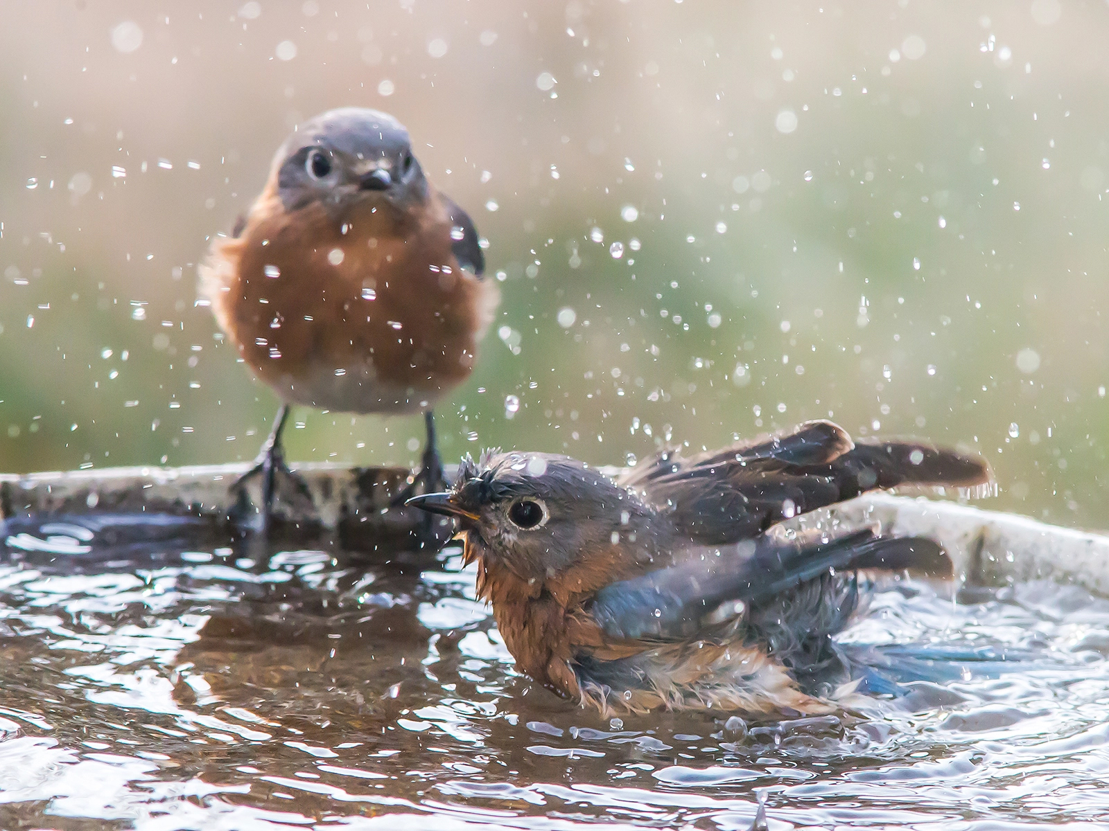 birds in bird bath