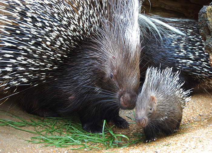 adult and baby porcupine