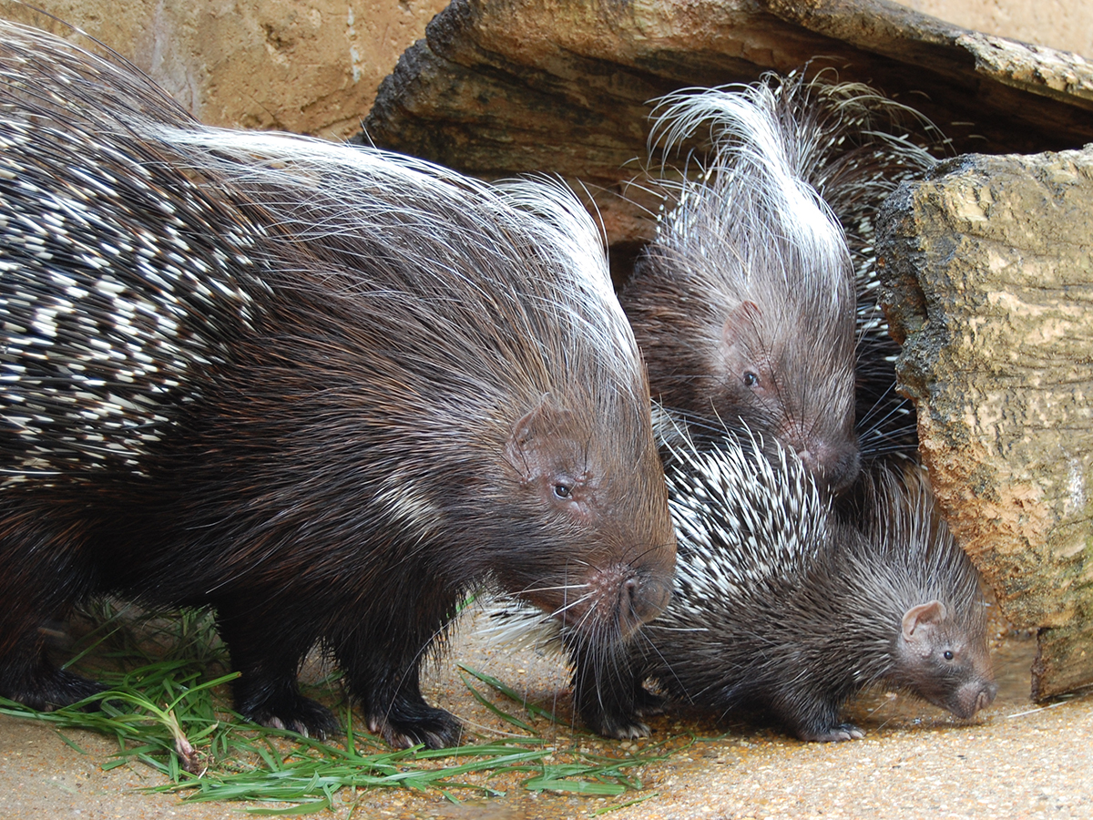 adults and baby porcupine