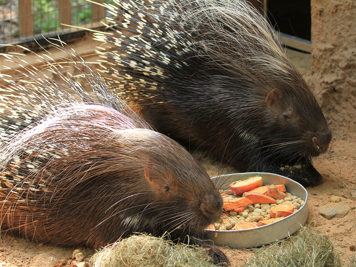 porcupines eating