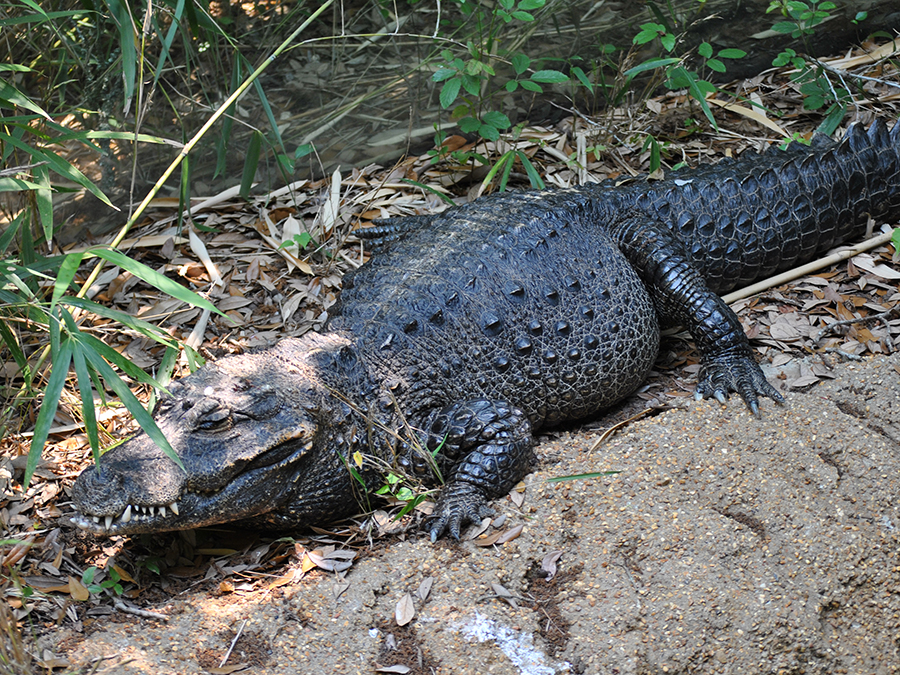 African dwarf crocodile