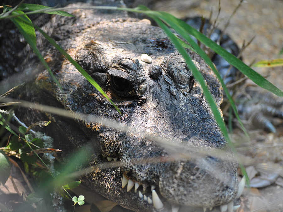 African dwarf crocodile