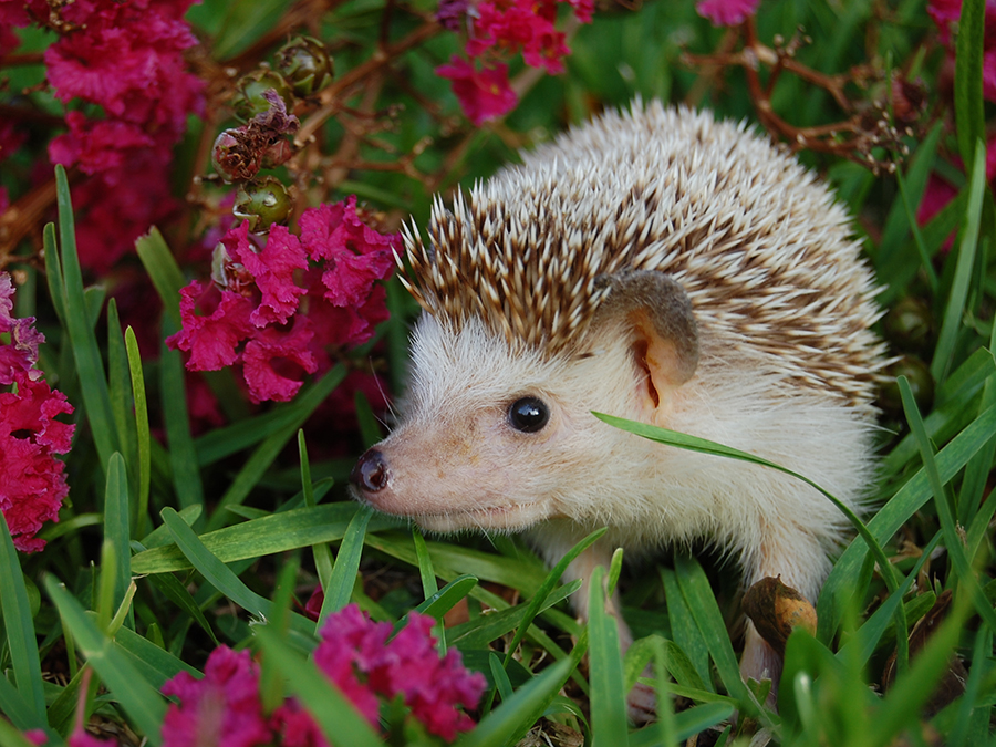 African Pygmy Hedgehog