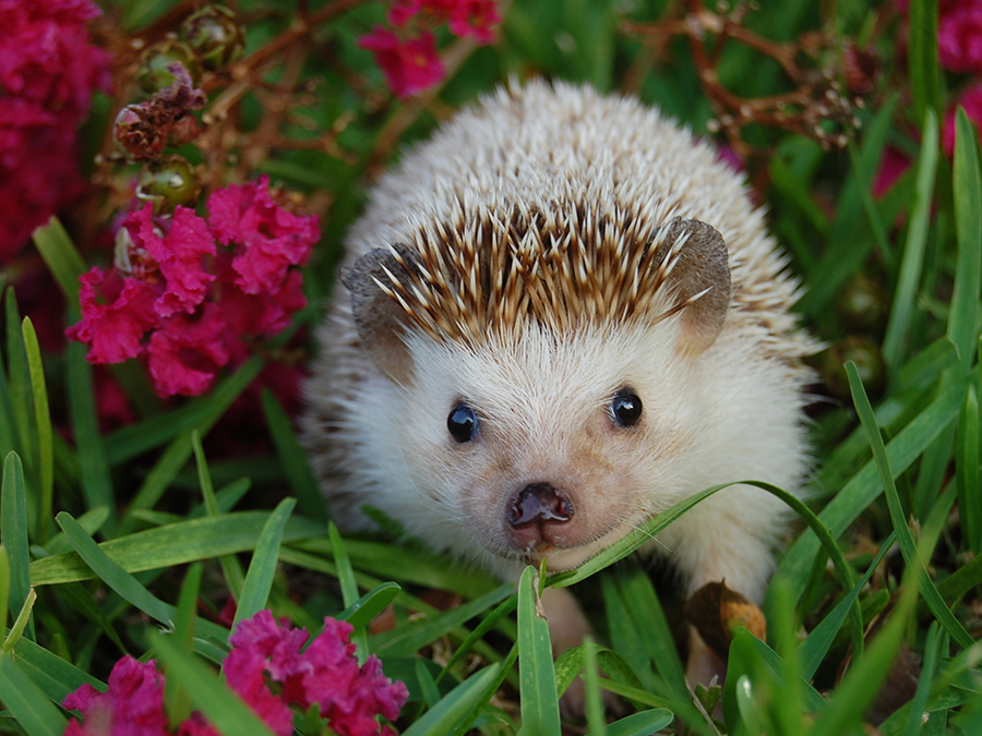 African hedgehog