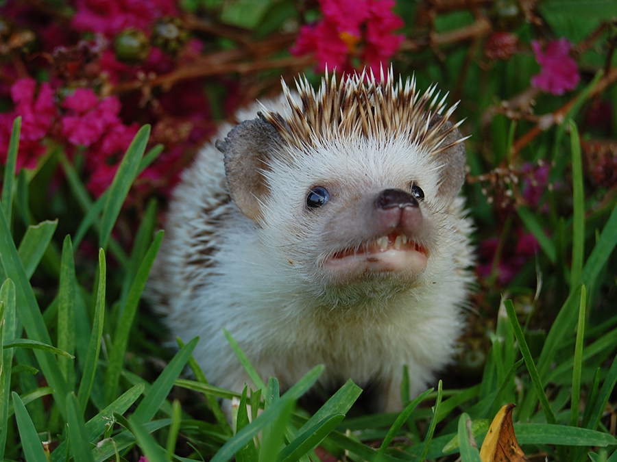 African hedgehog