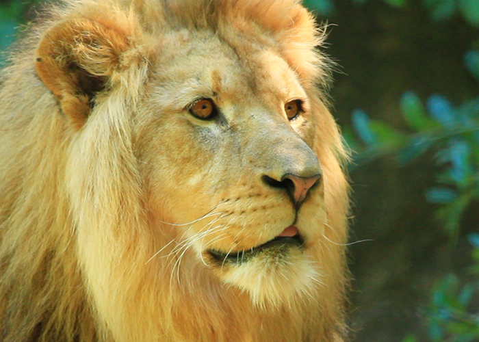 male African lion