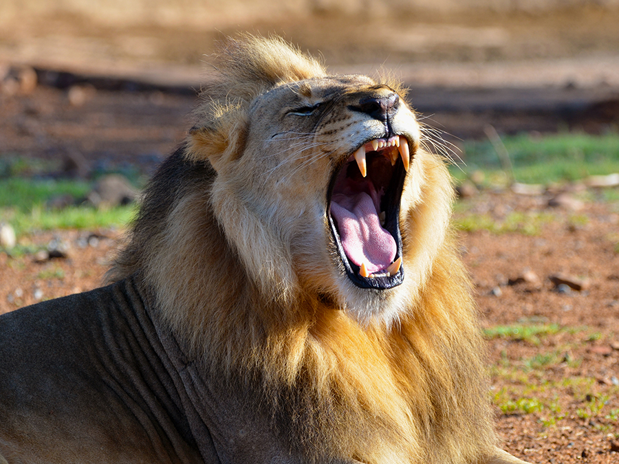 male lion roaring