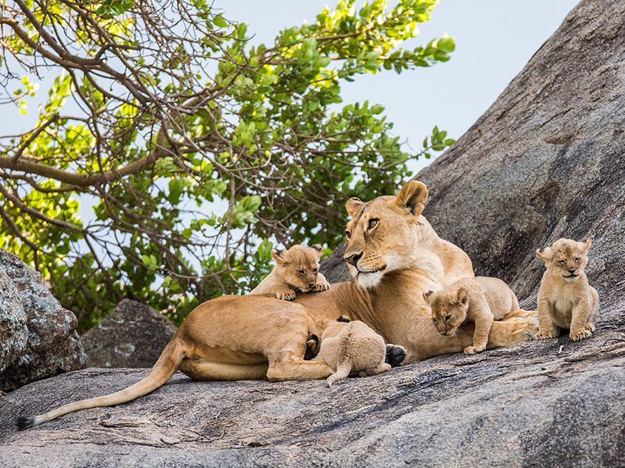 lioness and cubs