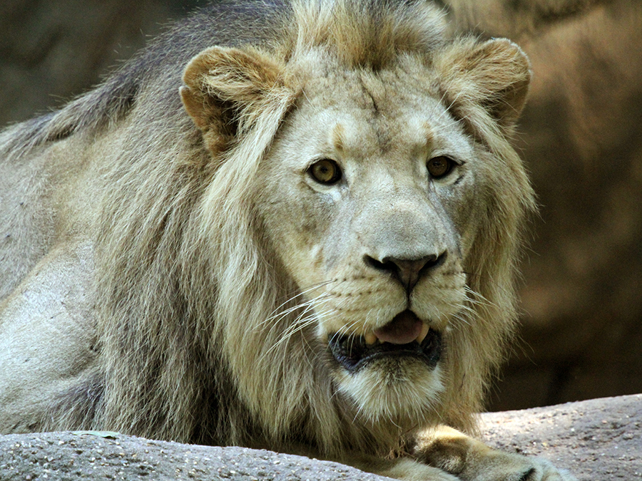 male lion laying on rock