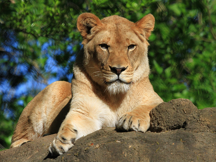 lioness laying on rock