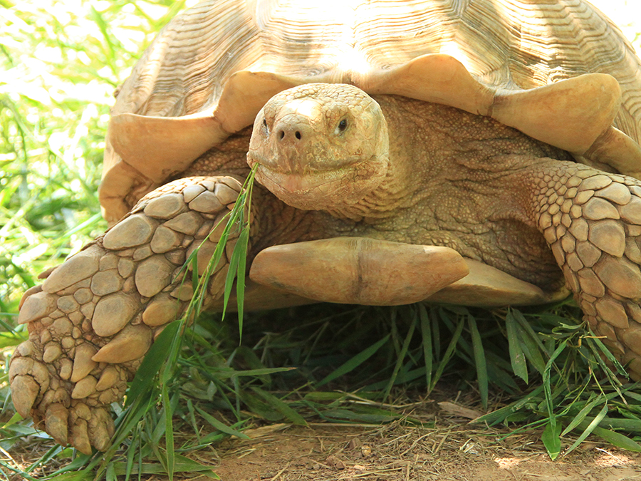 African Spurred Tortoise