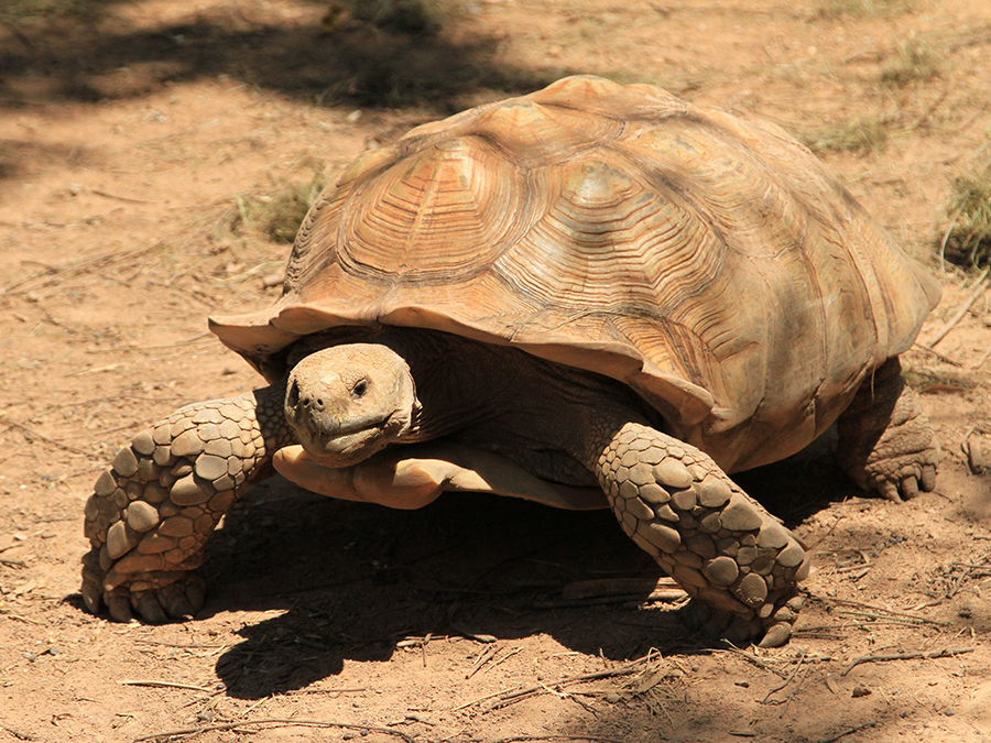 African Spurred Tortoise