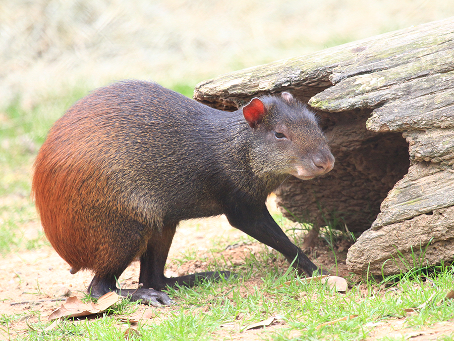 agouti