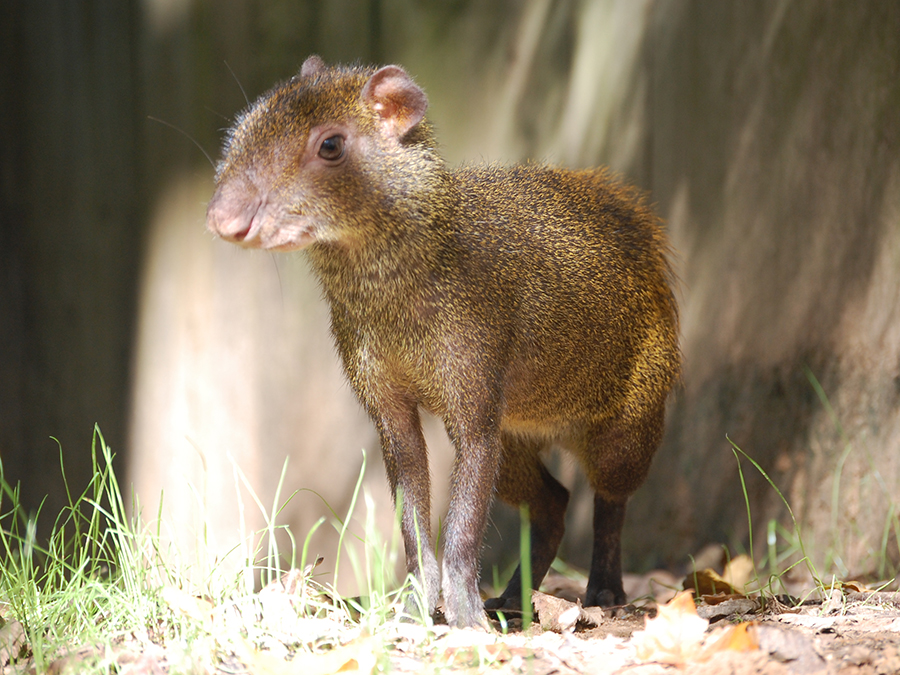 agouti