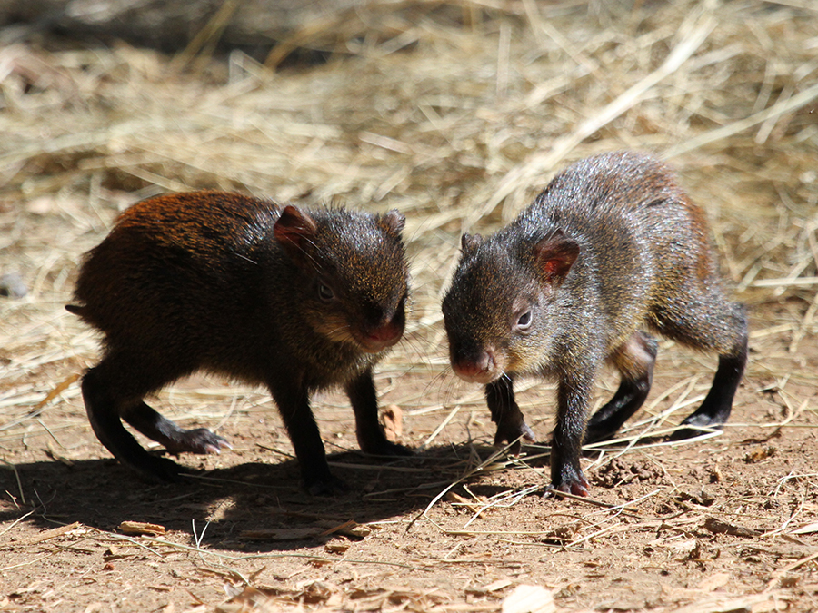 agouti babies