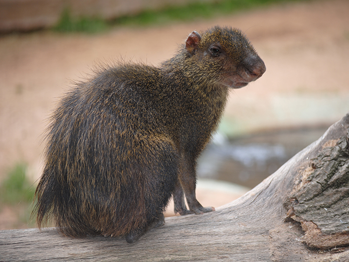 agouti