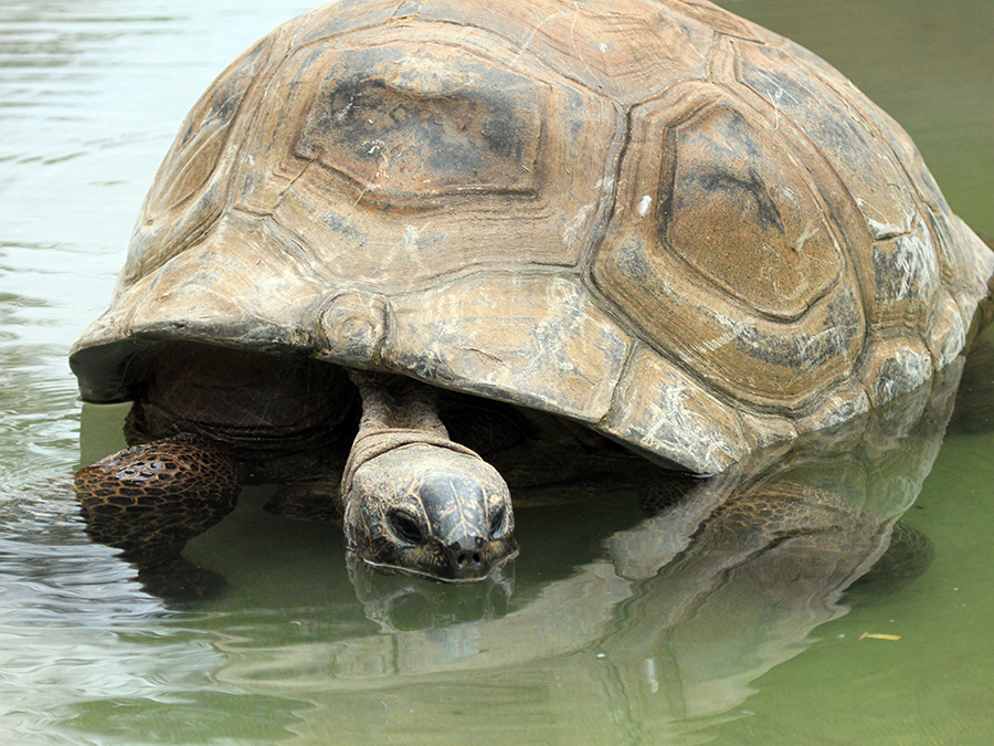 Aldabra tortoise in water