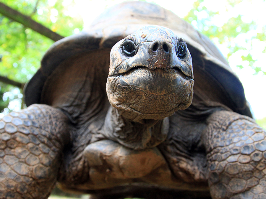 Aldabra tortoise