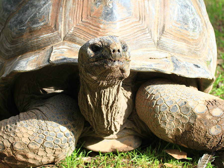 Aldabra tortoise