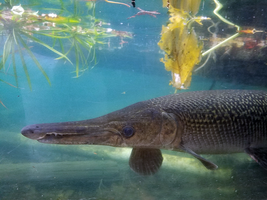 alligator gar underwater view