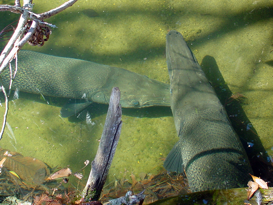 alligator gar