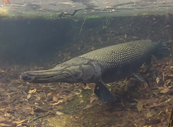 alligator gar