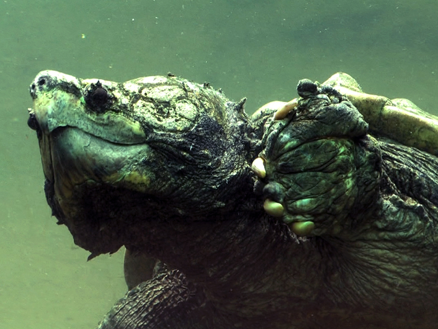 alligator snapping turtle