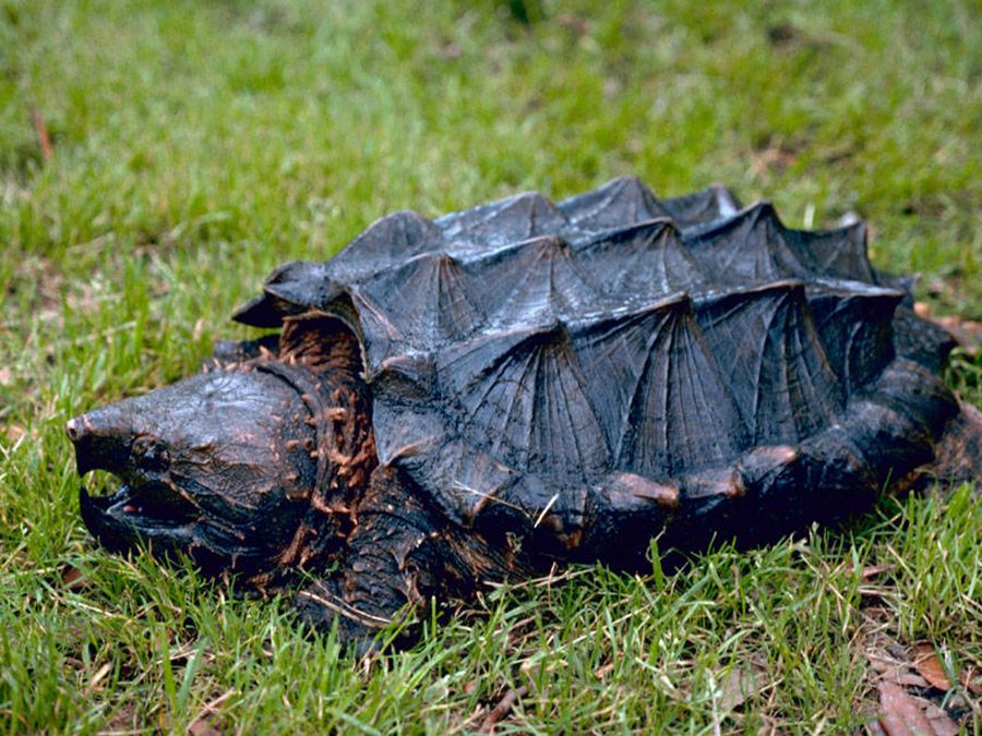 alligator snapping turtle