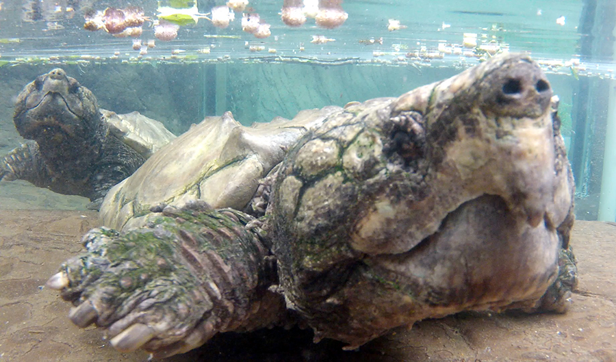 alligator snapping turtle