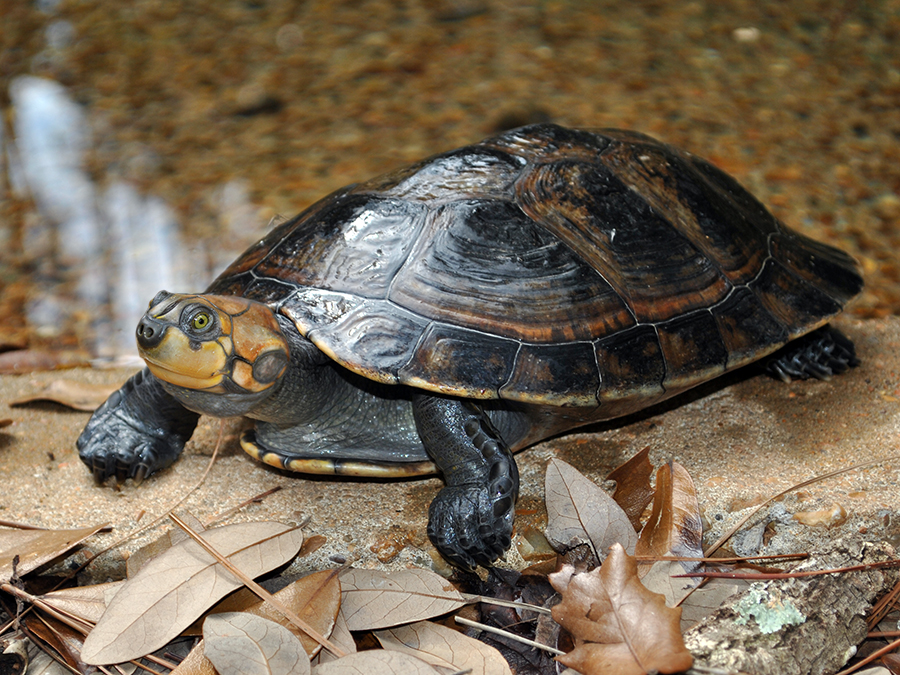 yellow-spotted Amazon river turtle