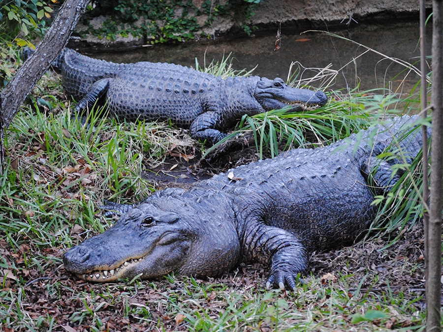 American alligators