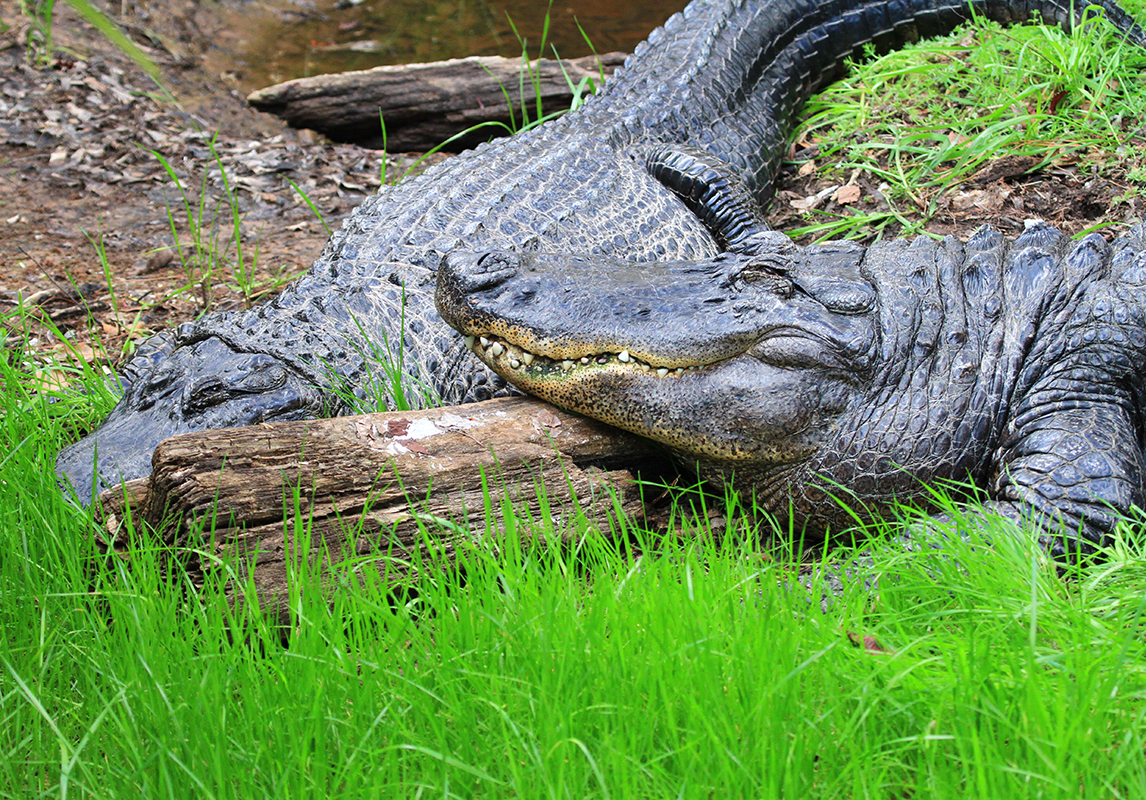 American Alligator Alexandria Zoo