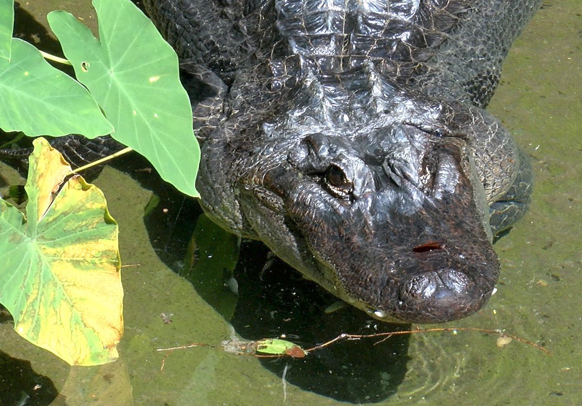 American alligator