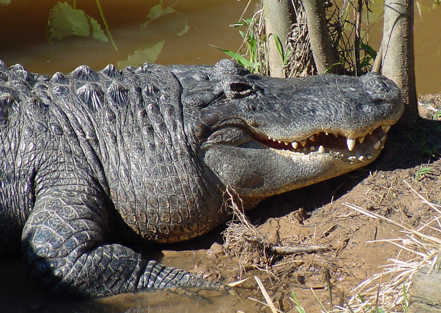 American Alligator Alexandria Zoo