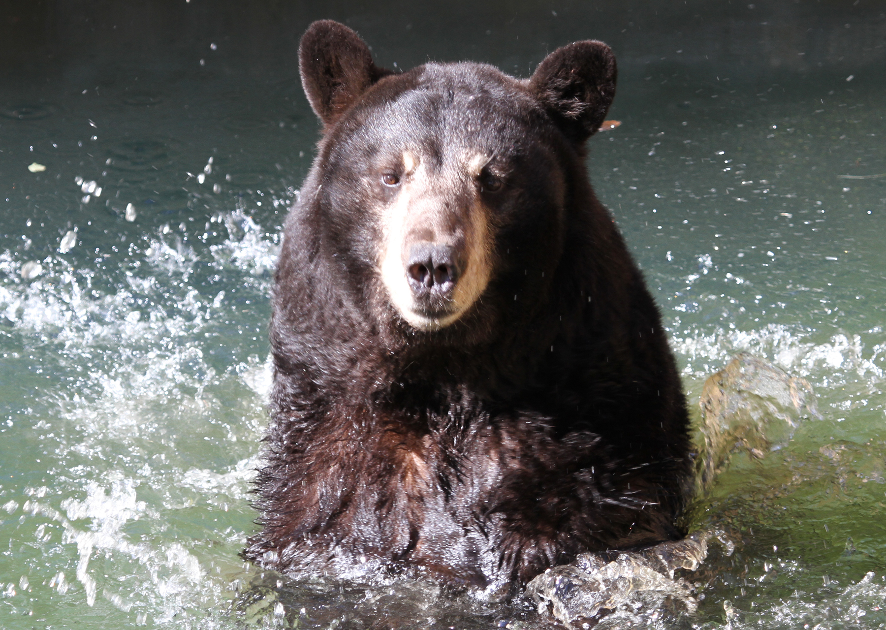 black bear in water