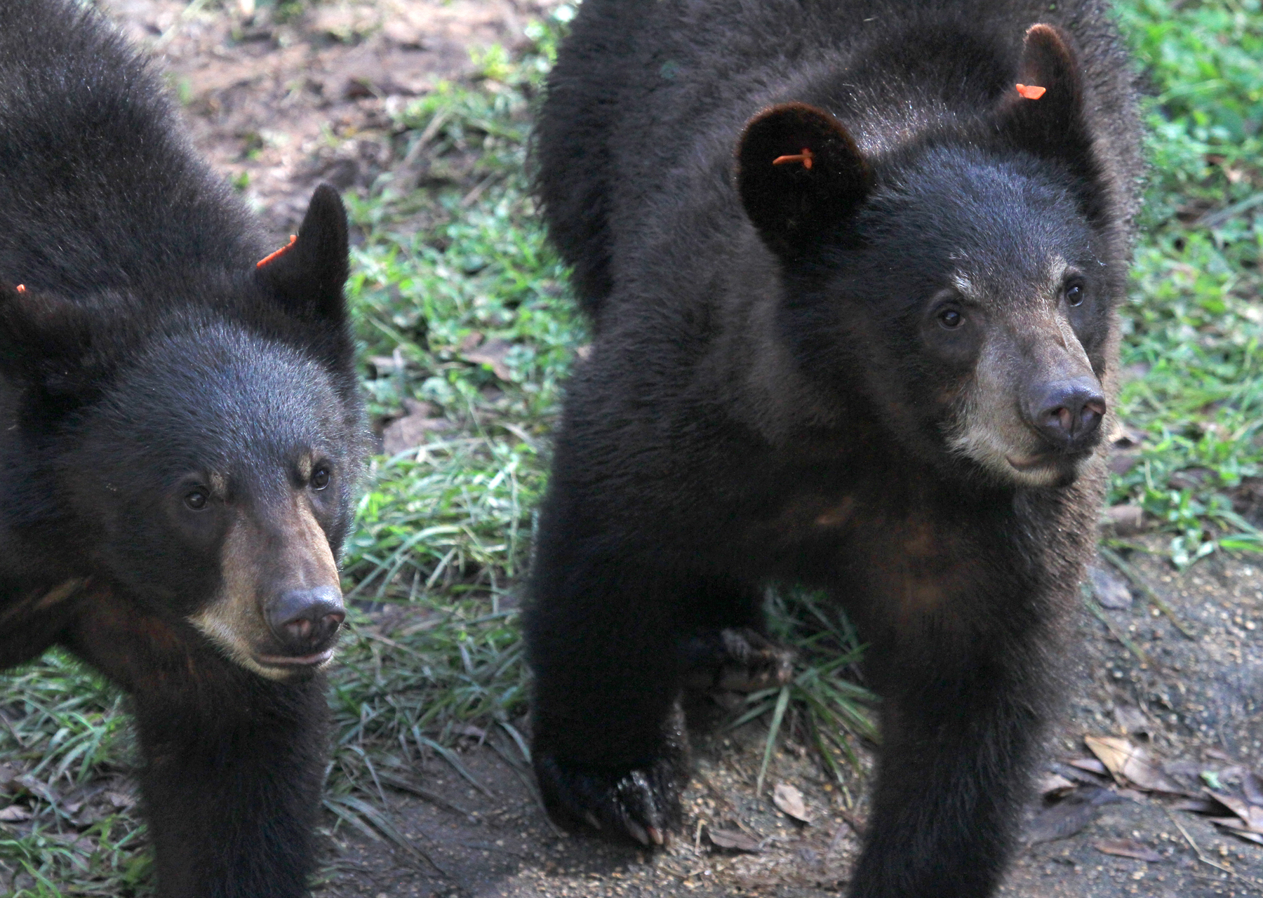 juvenile black bears