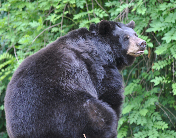 Louisiana black bear