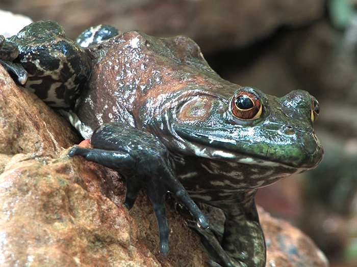 American bullfrog